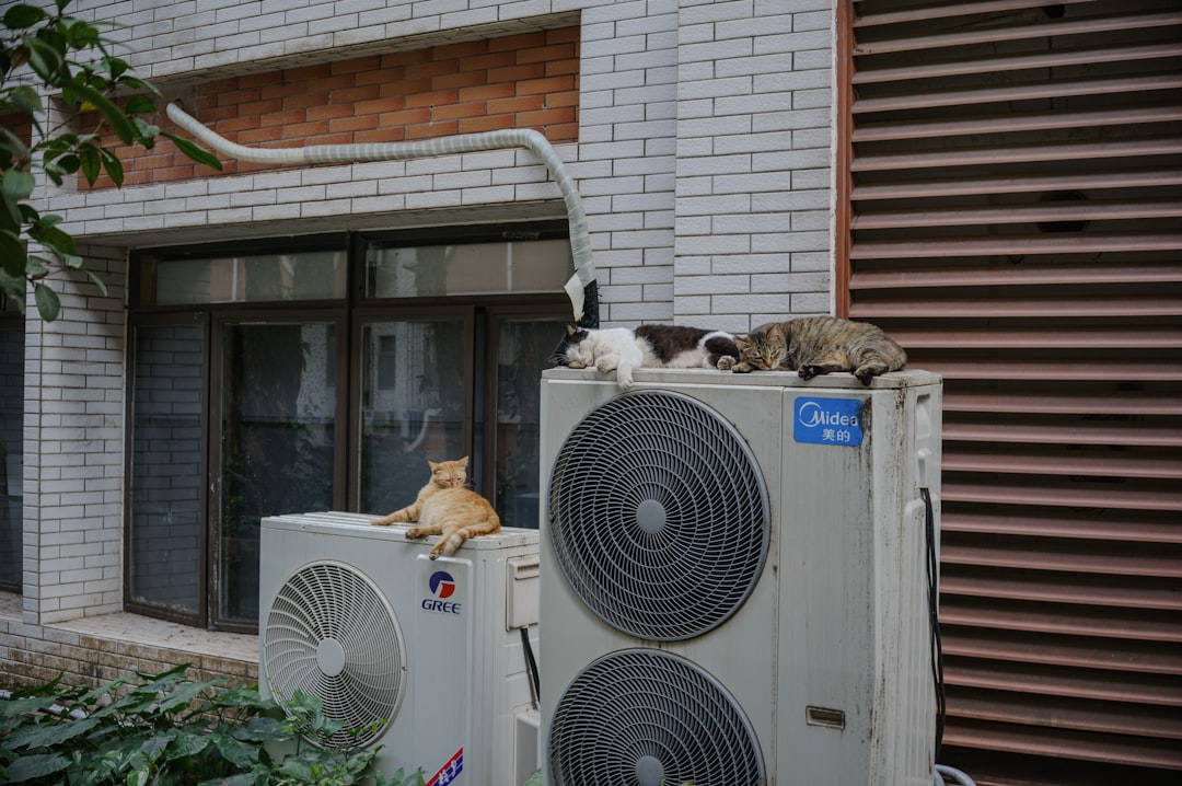 cats-relax-on-top-of-air-conditioning-units-9xusgml3alq